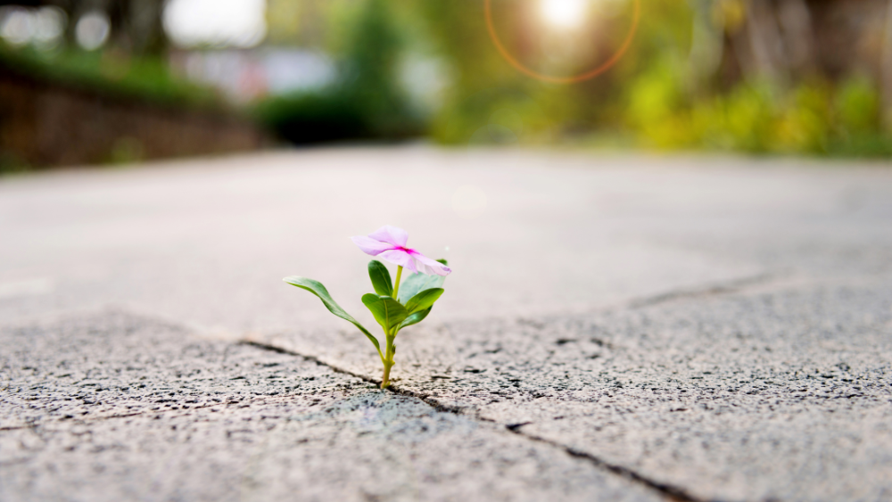 Small green plant emerging from a crack in concrete, symbolizing resilience and growth through adversity.